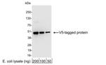 V5 Antibody in Western Blot (WB)