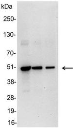 VSV-G Antibody in Western Blot (WB)
