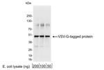 VSV-G Antibody in Western Blot (WB)