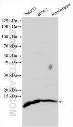 Glutaredoxin 5 Antibody in Western Blot (WB)