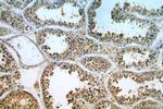 TEX13A Antibody in Immunohistochemistry (Paraffin) (IHC (P))