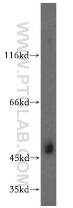 TEX13A Antibody in Western Blot (WB)