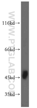 TEX13A Antibody in Western Blot (WB)