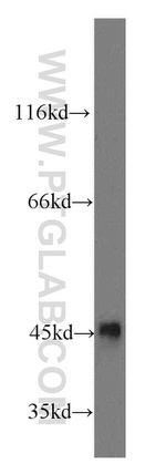 TEX13A Antibody in Western Blot (WB)