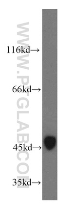 TEX13A Antibody in Western Blot (WB)