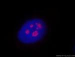 REXO4 Antibody in Immunocytochemistry (ICC/IF)