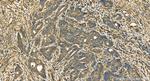 SLC9A3R2 Antibody in Immunohistochemistry (Paraffin) (IHC (P))
