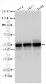 SLC9A3R2 Antibody in Western Blot (WB)
