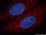 PTRF Antibody in Immunocytochemistry (ICC/IF)
