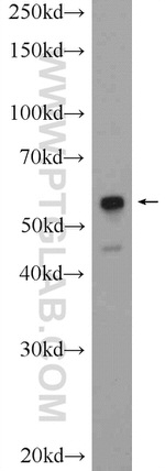 PTRF Antibody in Western Blot (WB)