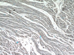 LAPTM4B Antibody in Immunohistochemistry (Paraffin) (IHC (P))