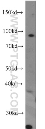 B-Myb Antibody in Western Blot (WB)