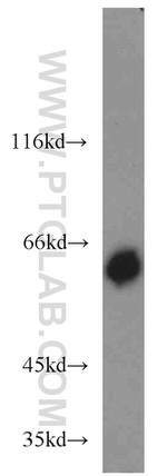 NEURL Antibody in Western Blot (WB)