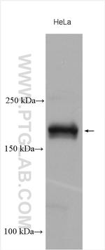 CEP170/CEP170L Antibody in Western Blot (WB)