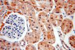 SOX13 Antibody in Immunohistochemistry (Paraffin) (IHC (P))