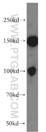 SOX13 Antibody in Western Blot (WB)