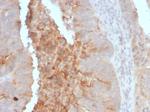 IgA Secretory Component/ECM1 Monoclonal Antibody (ECM1/792)