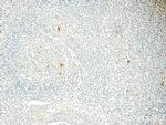 CLEC4D Antibody in Immunohistochemistry (Paraffin) (IHC (P))