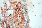 SPZ1 Antibody in Immunohistochemistry (Paraffin) (IHC (P))