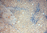 SPZ1 Antibody in Immunohistochemistry (Paraffin) (IHC (P))
