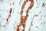 SPZ1 Antibody in Immunohistochemistry (Paraffin) (IHC (P))