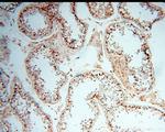 SPZ1 Antibody in Immunohistochemistry (Paraffin) (IHC (P))