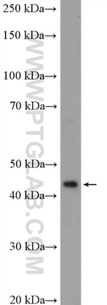 MIDN Antibody in Western Blot (WB)