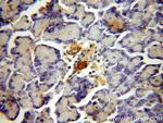 NECAB3 Antibody in Immunohistochemistry (Paraffin) (IHC (P))