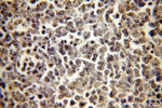 LSM7 Antibody in Immunohistochemistry (Paraffin) (IHC (P))