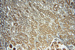 CRMP4 Antibody in Immunohistochemistry (Paraffin) (IHC (P))