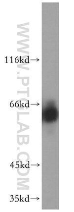 CRMP4 Antibody in Western Blot (WB)