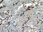 CRMP4 Antibody in Immunohistochemistry (Paraffin) (IHC (P))