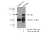 CRMP4 Antibody in Immunoprecipitation (IP)