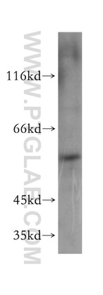 PAOX Antibody in Western Blot (WB)