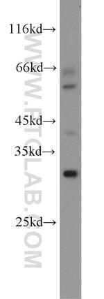 TSPAN13 Antibody in Western Blot (WB)