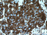 BMP15 Antibody in Immunohistochemistry (Paraffin) (IHC (P))