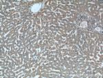 iNOS Antibody in Immunohistochemistry (Paraffin) (IHC (P))