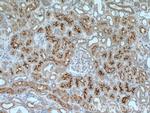 DOCK9 Antibody in Immunohistochemistry (Paraffin) (IHC (P))