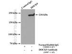 DOCK9 Antibody in Immunoprecipitation (IP)