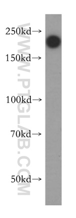 DOCK9 Antibody in Western Blot (WB)