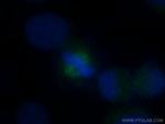 HAUS3 Antibody in Immunocytochemistry (ICC/IF)