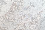 ZFP36L2 Antibody in Immunohistochemistry (Paraffin) (IHC (P))