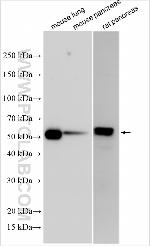 HSPA12B Antibody in Western Blot (WB)
