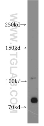 Brevican Antibody in Western Blot (WB)