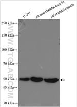 DPP7 Antibody in Western Blot (WB)