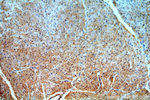 PRICKLE3 Antibody in Immunohistochemistry (Paraffin) (IHC (P))