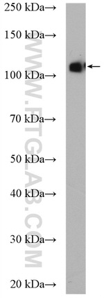 EPAC2 Antibody in Western Blot (WB)