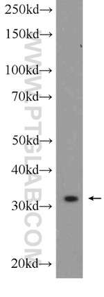 GOLPH3 Antibody in Western Blot (WB)