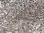 FOXO6 Antibody in Immunohistochemistry (Paraffin) (IHC (P))