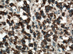 FOXO6 Antibody in Immunohistochemistry (Paraffin) (IHC (P))